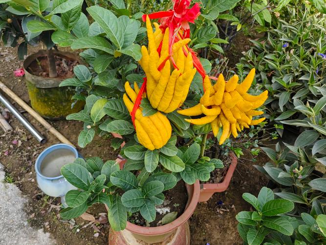 佛手是什么，佛手图片，佛手是什么玩意-第1张图片-优品飞百科