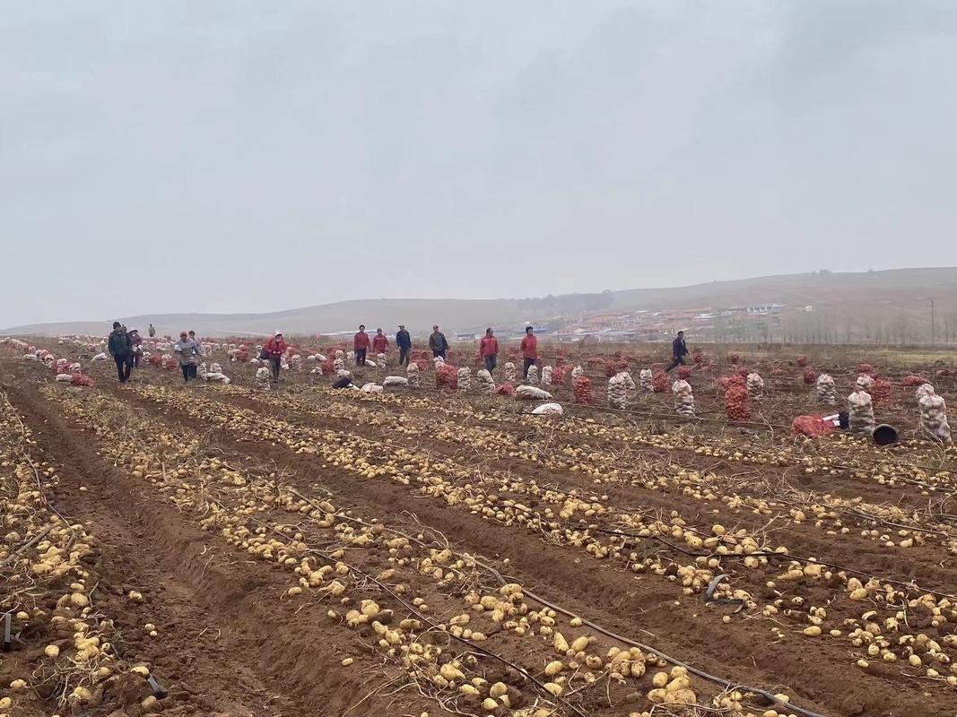 赛罕区天气预报，赛罕区天气预报30天-第1张图片-优品飞百科