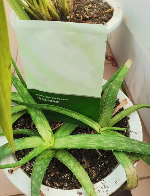 芦荟如何做面膜，芦荟面膜怎么做？芦荟做面膜怎么做的？
