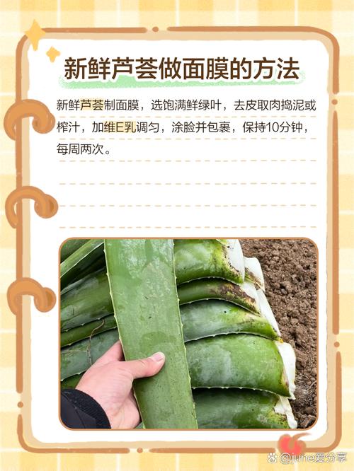 芦荟如何做面膜,芦荟面膜怎么做?芦荟做面膜怎么做的?-第3张图片-优品飞百科 芦荟如何做面膜,芦荟面膜怎么做?芦荟做面膜怎么做的?-第3张图片-优品飞百科