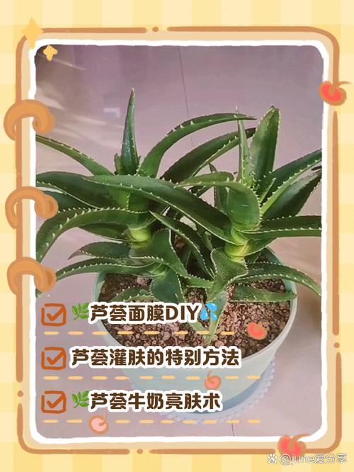 芦荟如何做面膜,芦荟面膜怎么做?芦荟做面膜怎么做的?-第5张图片-优品飞百科 芦荟如何做面膜,芦荟面膜怎么做?芦荟做面膜怎么做的?-第5张图片-优品飞百科