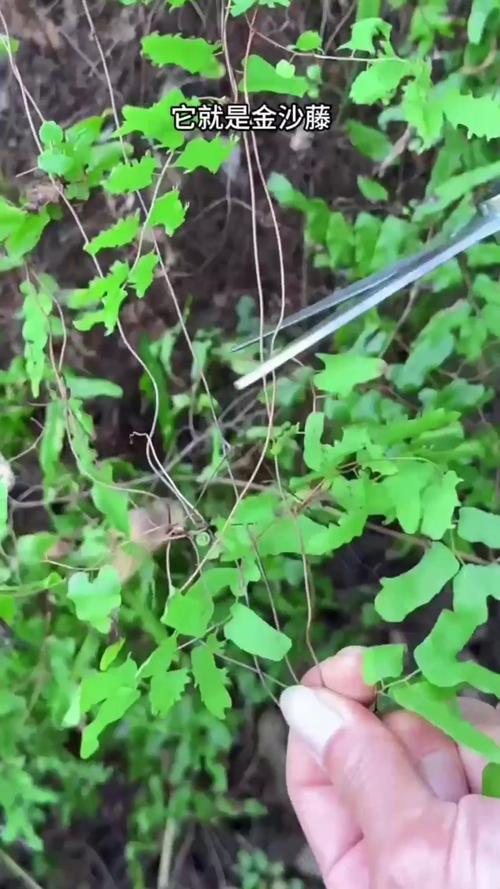 金沙藤的功效与作用，金沙藤的功效与作用及食用方法-第1张图片-优品飞百科