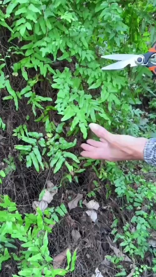 金沙藤的功效与作用，金沙藤的功效与作用及食用方法-第3张图片-优品飞百科