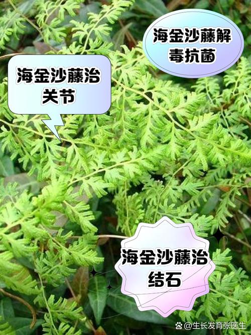 金沙藤的功效与作用，金沙藤的功效与作用及食用方法-第4张图片-优品飞百科