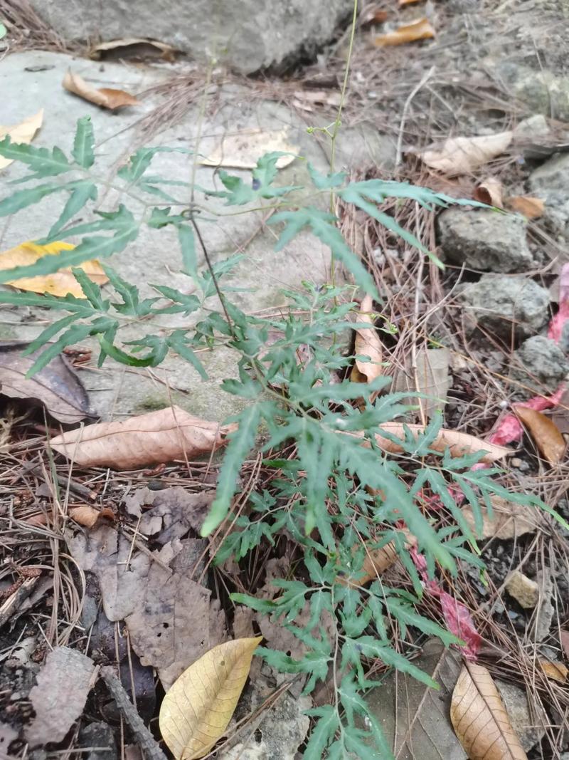 金沙藤的功效与作用，金沙藤的功效与作用及食用方法-第7张图片-优品飞百科