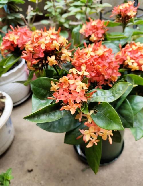 龙船花怎么养，龙船花照片？龙船花怎么养家庭养法？