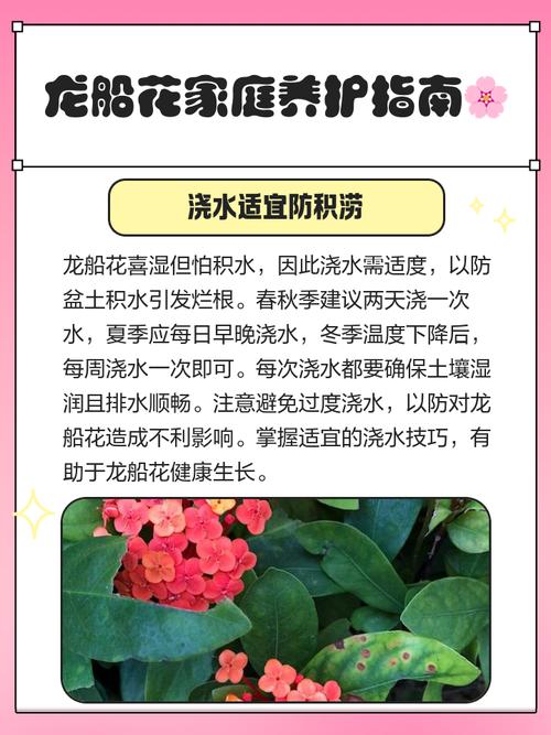 龙船花怎么养,龙船花照片?龙船花怎么养家庭养法?-第2张图片-优品飞百科 龙船花怎么养,龙船花照片?龙船花怎么养家庭养法?-第2张图片-优品飞百科