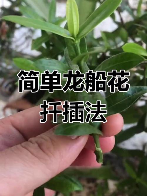 龙船花怎么养,龙船花照片?龙船花怎么养家庭养法?-第3张图片-优品飞百科 龙船花怎么养,龙船花照片?龙船花怎么养家庭养法?-第3张图片-优品飞百科