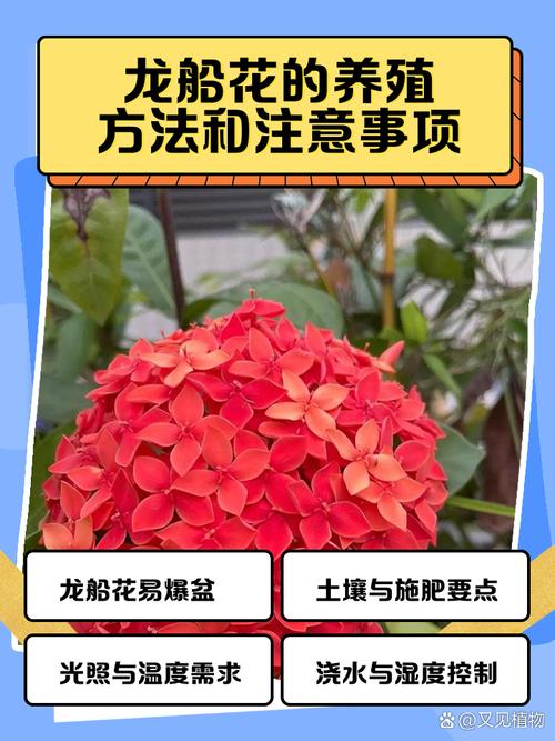 龙船花怎么养,龙船花照片?龙船花怎么养家庭养法?-第4张图片-优品飞百科 龙船花怎么养,龙船花照片?龙船花怎么养家庭养法?-第4张图片-优品飞百科