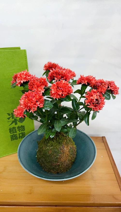 龙船花怎么养,龙船花照片?龙船花怎么养家庭养法?-第5张图片-优品飞百科 龙船花怎么养,龙船花照片?龙船花怎么养家庭养法?-第5张图片-优品飞百科