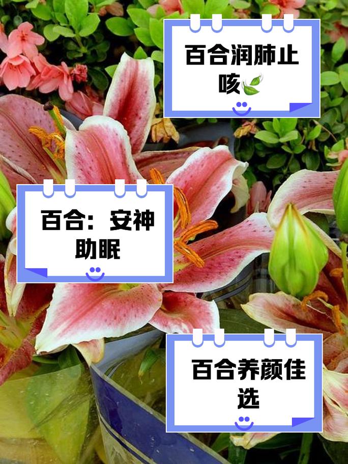 百合有什么营养价值,什么人不能吃,百合有什么营养?能长期食用吗??-第3张图片-优品飞百科 百合有什么营养价值,什么人不能吃,百合有什么营养?能长期食用吗??-第3张图片-优品飞百科