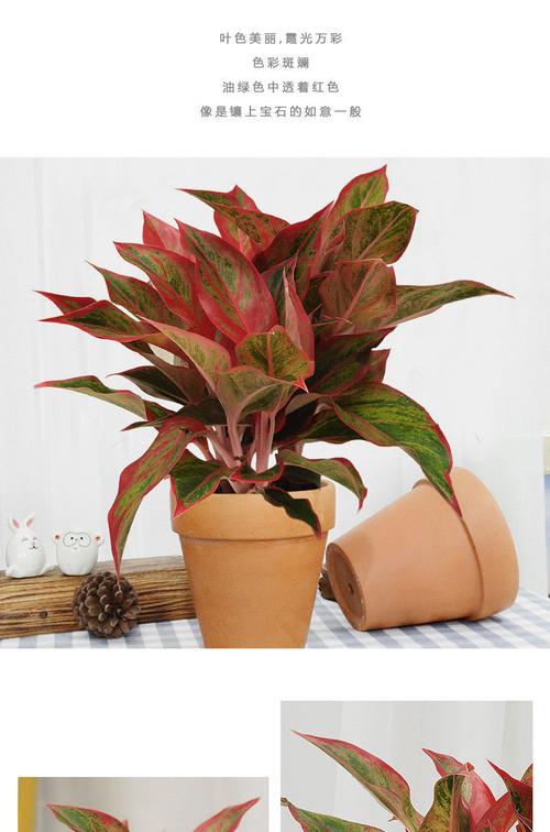 这5种花，最适合老人养，益寿延年身体棒，老年人养什么花好？-第1张图片-优品飞百科