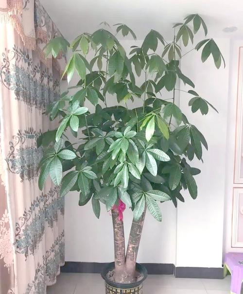 这5种花，最适合老人养，益寿延年身体棒，老年人养什么花好？-第2张图片-优品飞百科