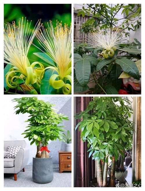 这5种花，最适合老人养，益寿延年身体棒，老年人养什么花好？-第3张图片-优品飞百科