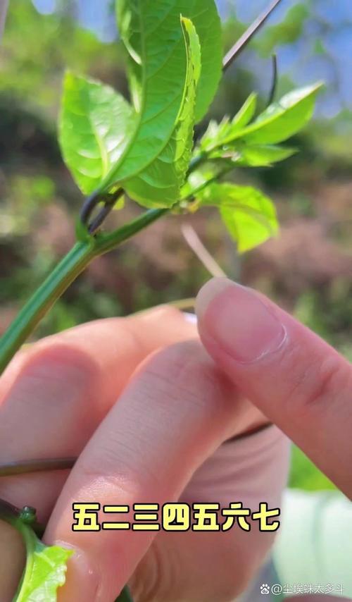 百香果浇水的正确方法，浇水多会怎么样？百香果浇水过多的反应？-第1张图片-优品飞百科