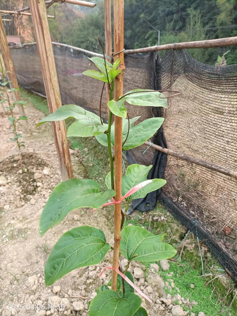 百香果浇水的正确方法，浇水多会怎么样？百香果浇水过多的反应？-第2张图片-优品飞百科