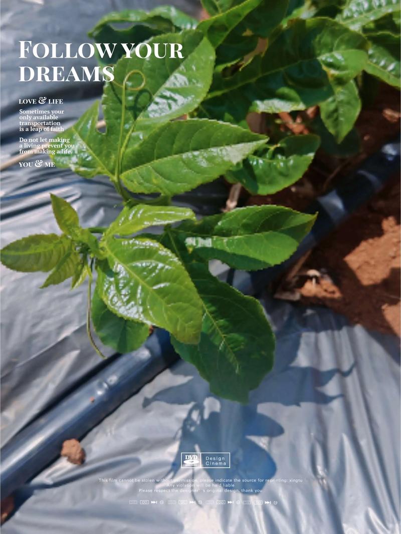 百香果浇水的正确方法，浇水多会怎么样？百香果浇水过多的反应？-第4张图片-优品飞百科