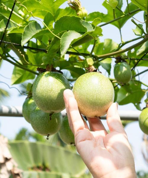 百香果浇水的正确方法，浇水多会怎么样？百香果浇水过多的反应？-第6张图片-优品飞百科