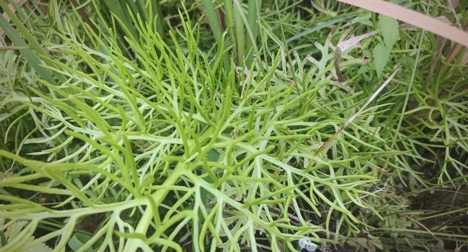水蕨有哪些作用？水蕨有什么功能？