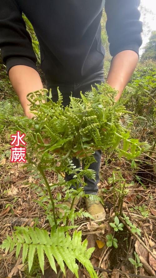 水蕨有哪些作用？水蕨有什么功能？-第2张图片-优品飞百科