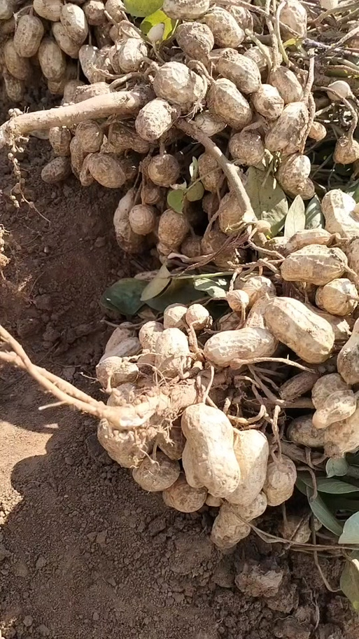 新野县天气预报30天，查看新野县天气预报-第1张图片-优品飞百科