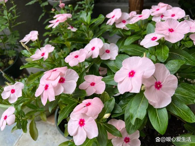 双鸭山适合养什么花，市花和市树是什么，双鸭山市适合定居吗?？-第3张图片-优品飞百科