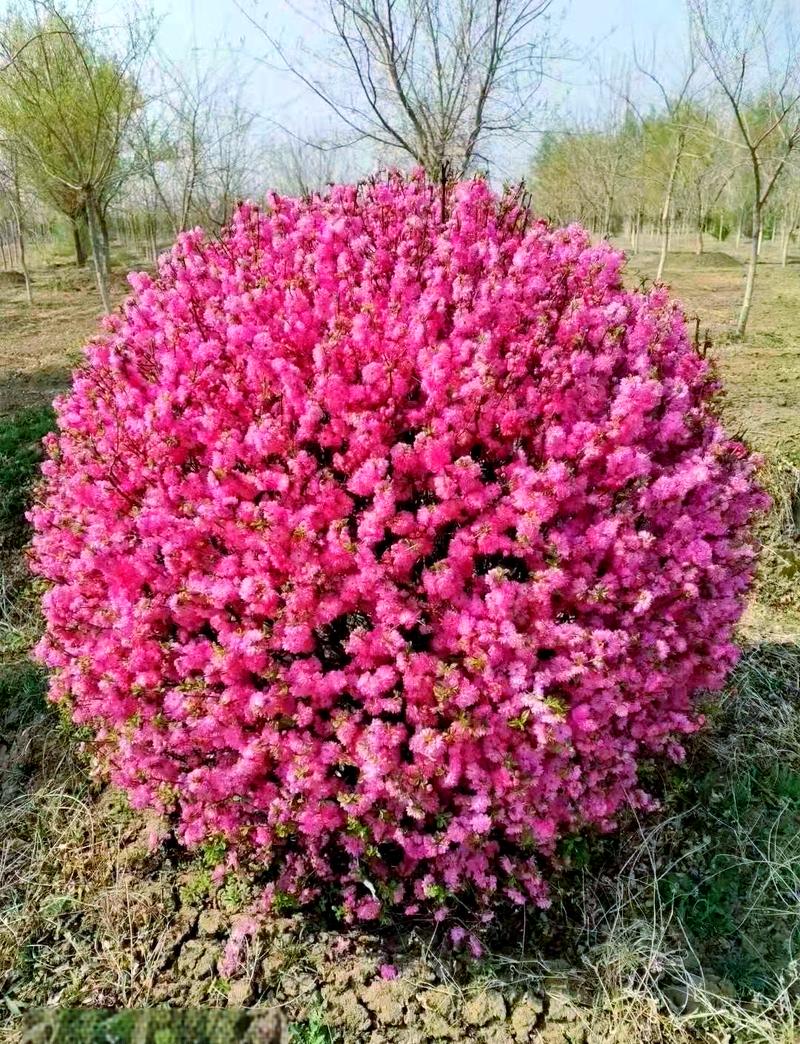 双鸭山适合养什么花，市花和市树是什么，双鸭山市适合定居吗?？-第4张图片-优品飞百科