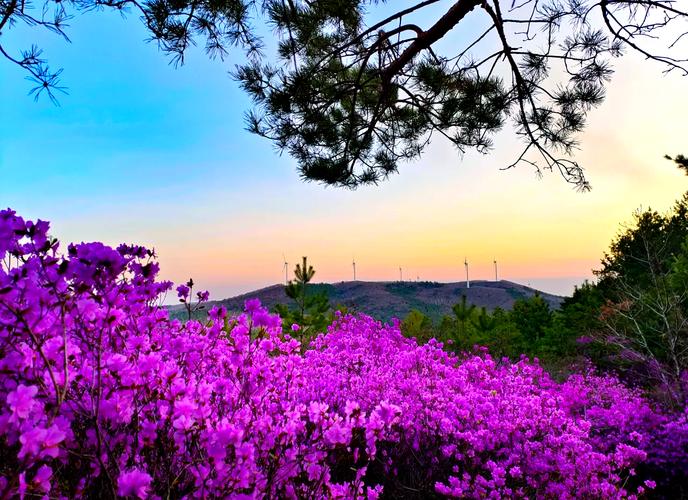 双鸭山适合养什么花，市花和市树是什么，双鸭山市适合定居吗?？-第5张图片-优品飞百科