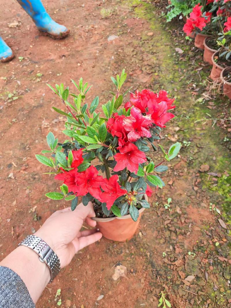 双鸭山适合养什么花，市花和市树是什么，双鸭山市适合定居吗?？-第6张图片-优品飞百科