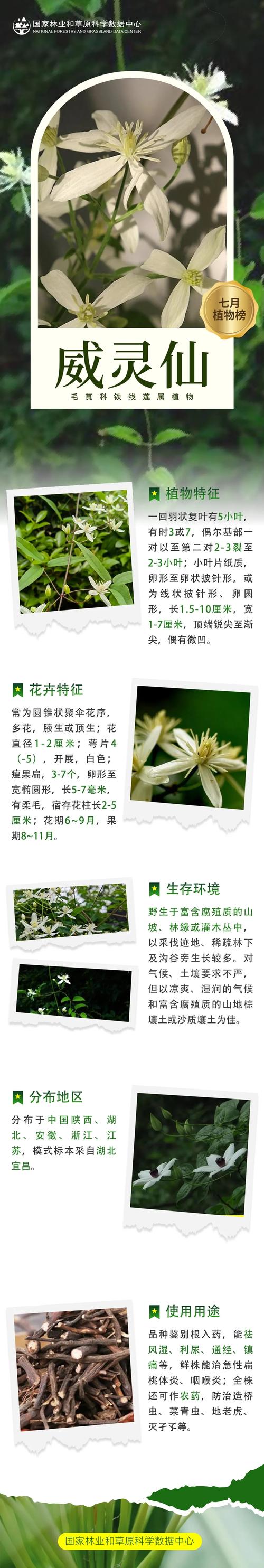 莲花有什么品种，莲花品种简介？莲花种类及花语？-第1张图片-优品飞百科