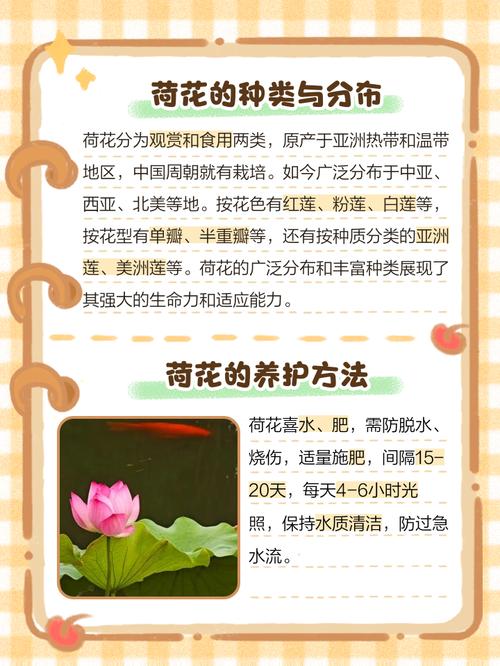 莲花有什么品种，莲花品种简介？莲花种类及花语？-第2张图片-优品飞百科