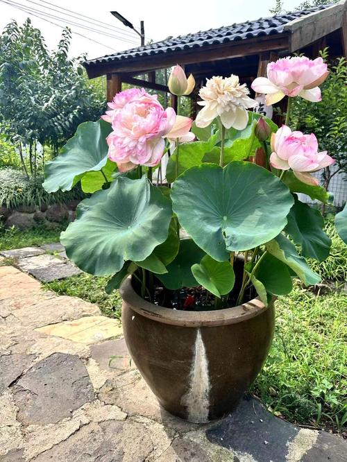 莲花有什么品种，莲花品种简介？莲花种类及花语？-第3张图片-优品飞百科