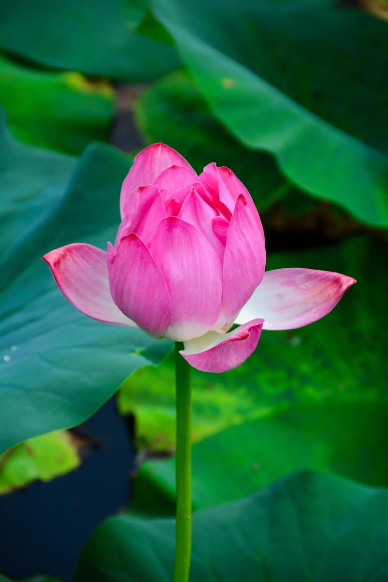 莲花有什么品种，莲花品种简介？莲花种类及花语？-第4张图片-优品飞百科