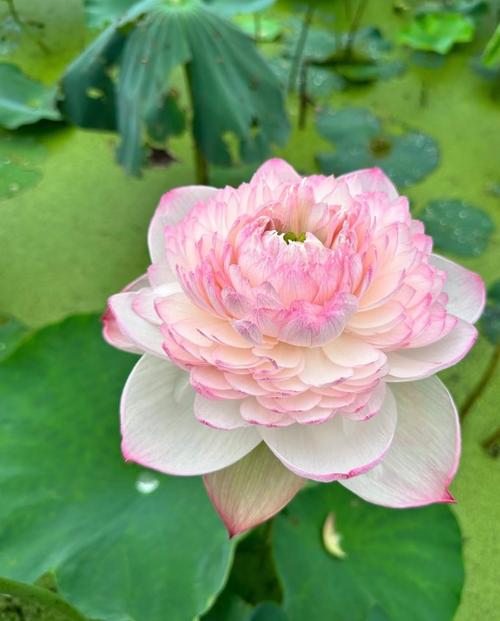 莲花有什么品种，莲花品种简介？莲花种类及花语？-第5张图片-优品飞百科