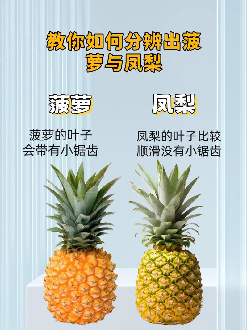 凤梨和菠萝的区别，菠萝和凤梨一样吗？凤梨与菠萝的区别?？-第1张图片-优品飞百科