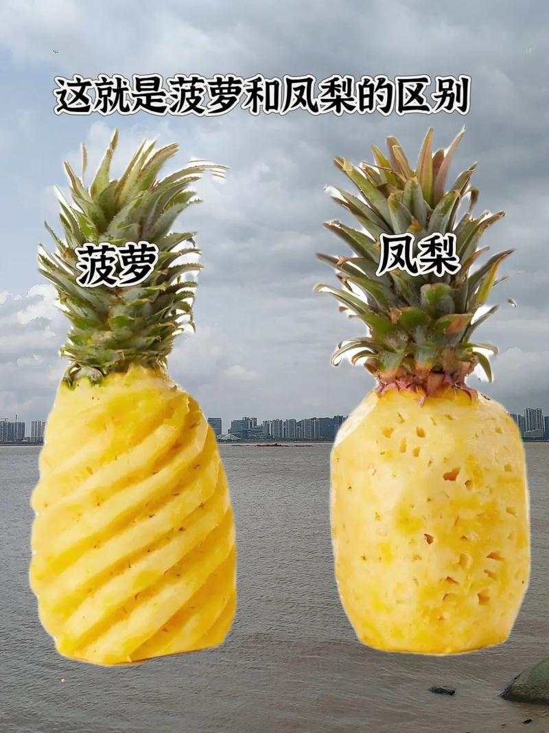 凤梨和菠萝的区别，菠萝和凤梨一样吗？凤梨与菠萝的区别?？-第3张图片-优品飞百科