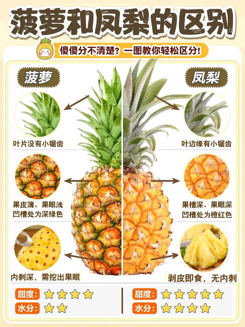 凤梨和菠萝的区别，菠萝和凤梨一样吗？凤梨与菠萝的区别?？-第4张图片-优品飞百科