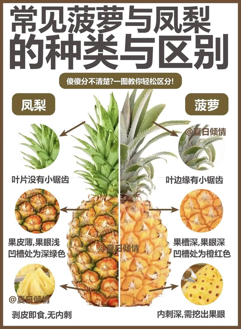 凤梨和菠萝的区别，菠萝和凤梨一样吗？凤梨与菠萝的区别?？-第8张图片-优品飞百科