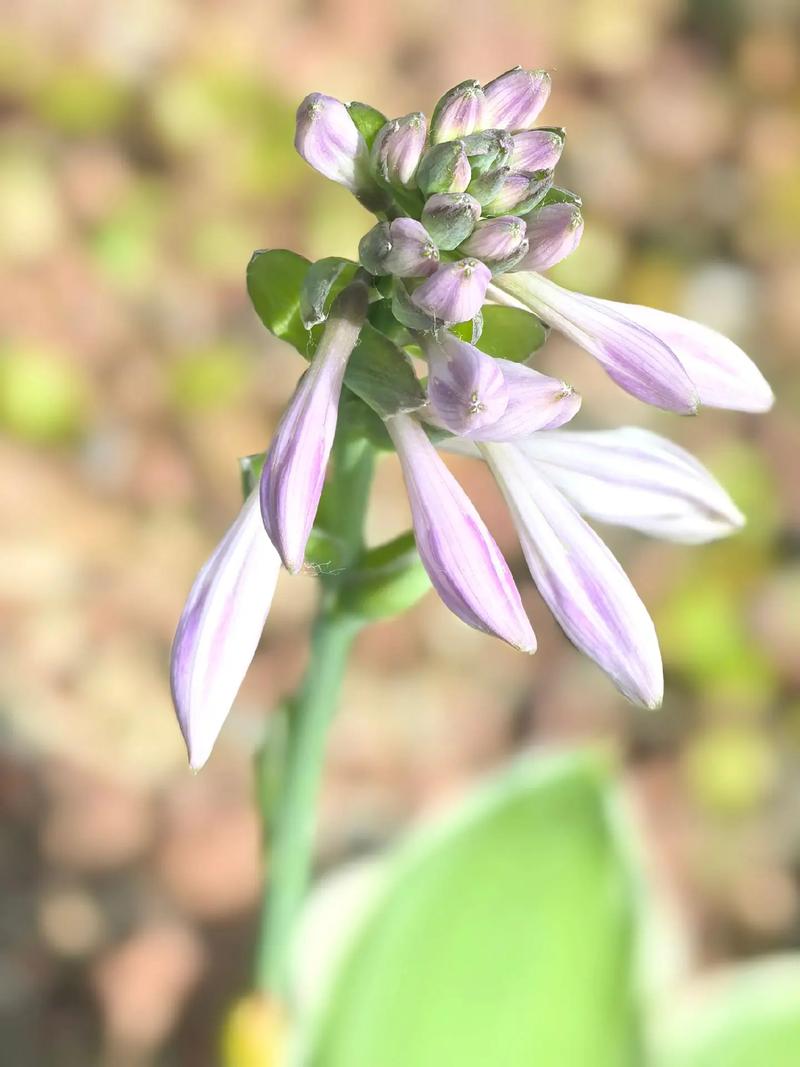 玉簪花的风水作用，玉簪花风水学意义-第1张图片-优品飞百科