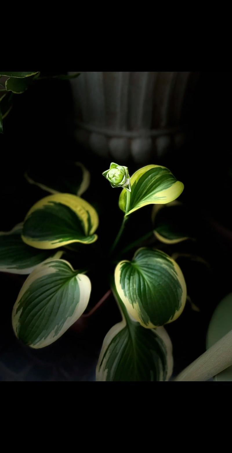 玉簪花的风水作用，玉簪花风水学意义-第2张图片-优品飞百科