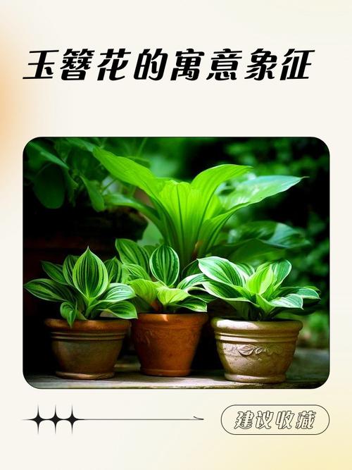 玉簪花的风水作用，玉簪花风水学意义-第3张图片-优品飞百科