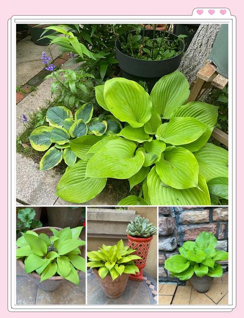 玉簪花的风水作用，玉簪花风水学意义-第5张图片-优品飞百科