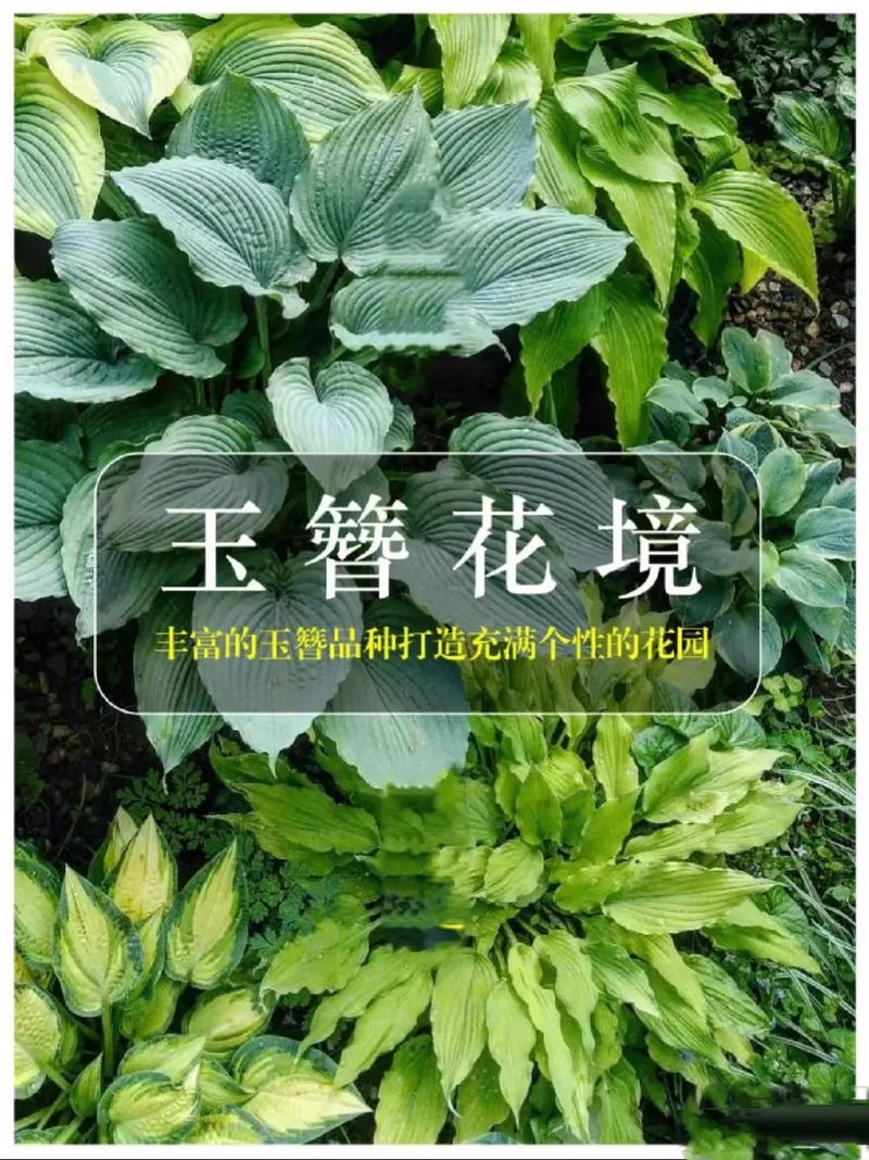 玉簪花的风水作用，玉簪花风水学意义-第6张图片-优品飞百科