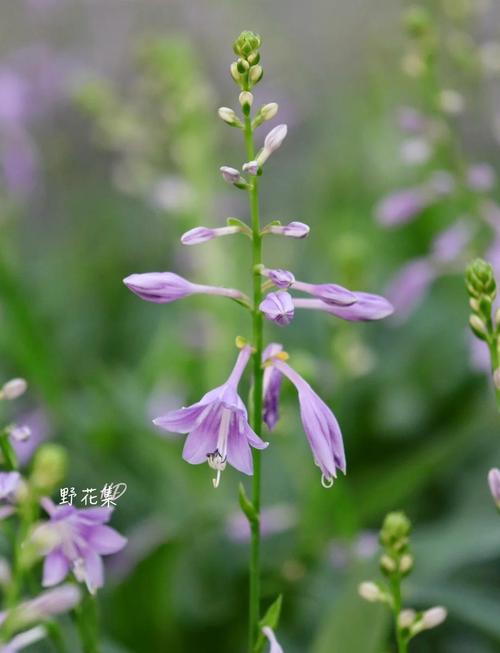 玉簪花的风水作用，玉簪花风水学意义-第7张图片-优品飞百科