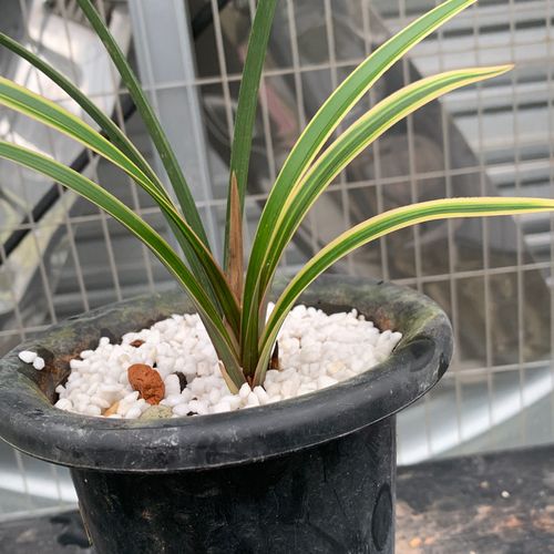 蕙兰的功效及作用，蕙兰花朵的功效-第2张图片-优品飞百科