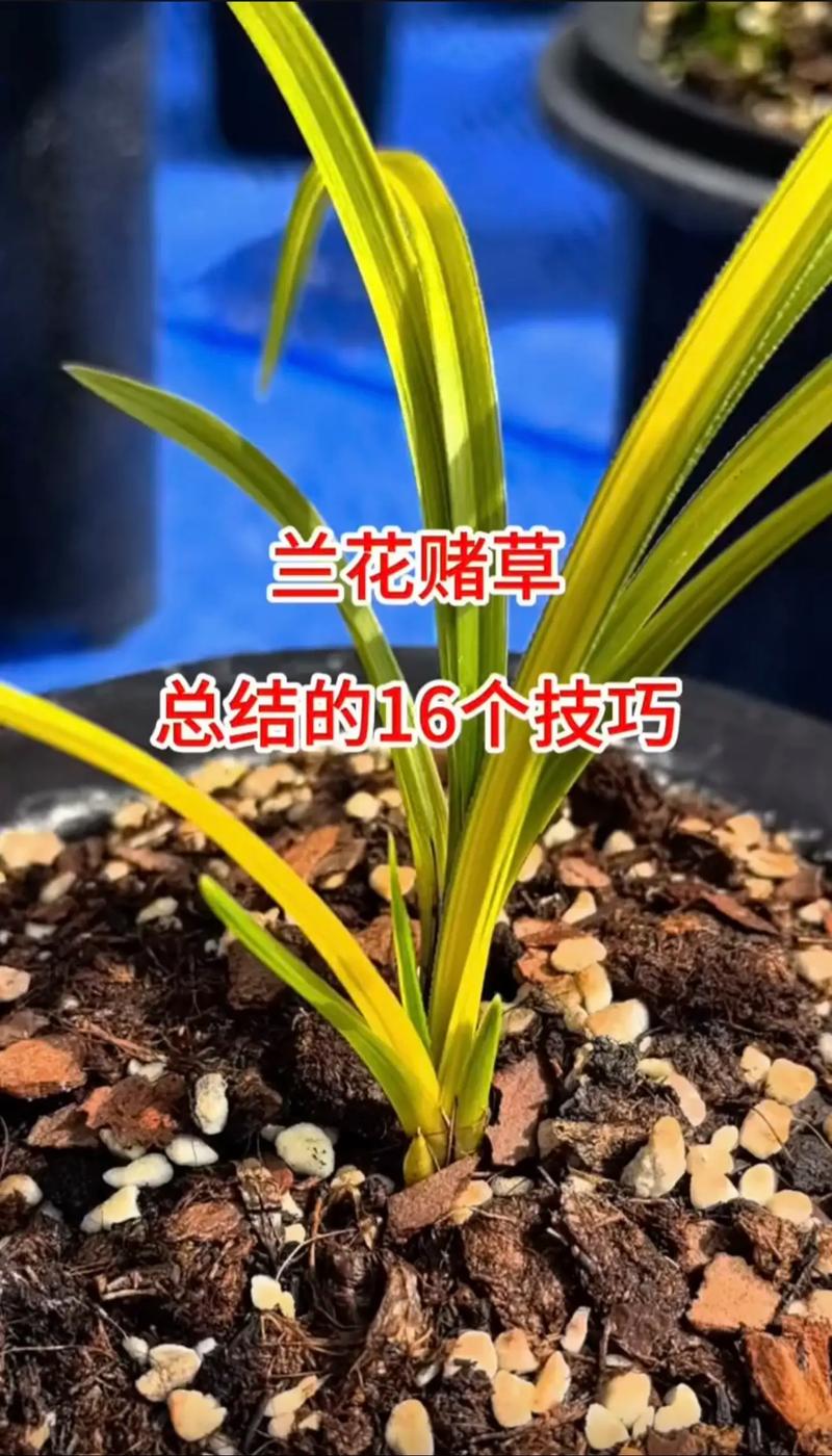 蕙兰的功效及作用，蕙兰花朵的功效-第4张图片-优品飞百科