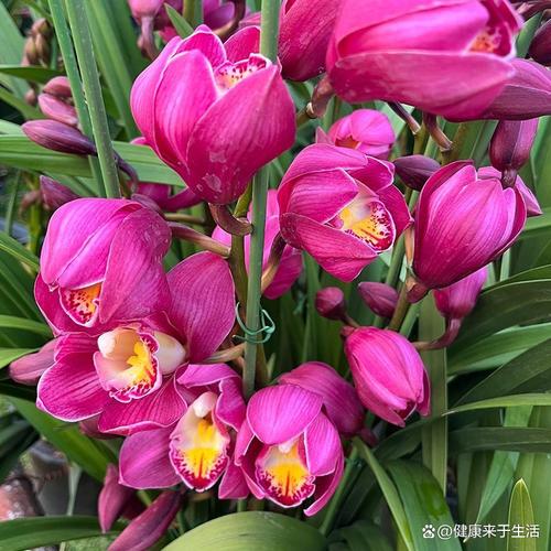 蕙兰的功效及作用，蕙兰花朵的功效-第6张图片-优品飞百科