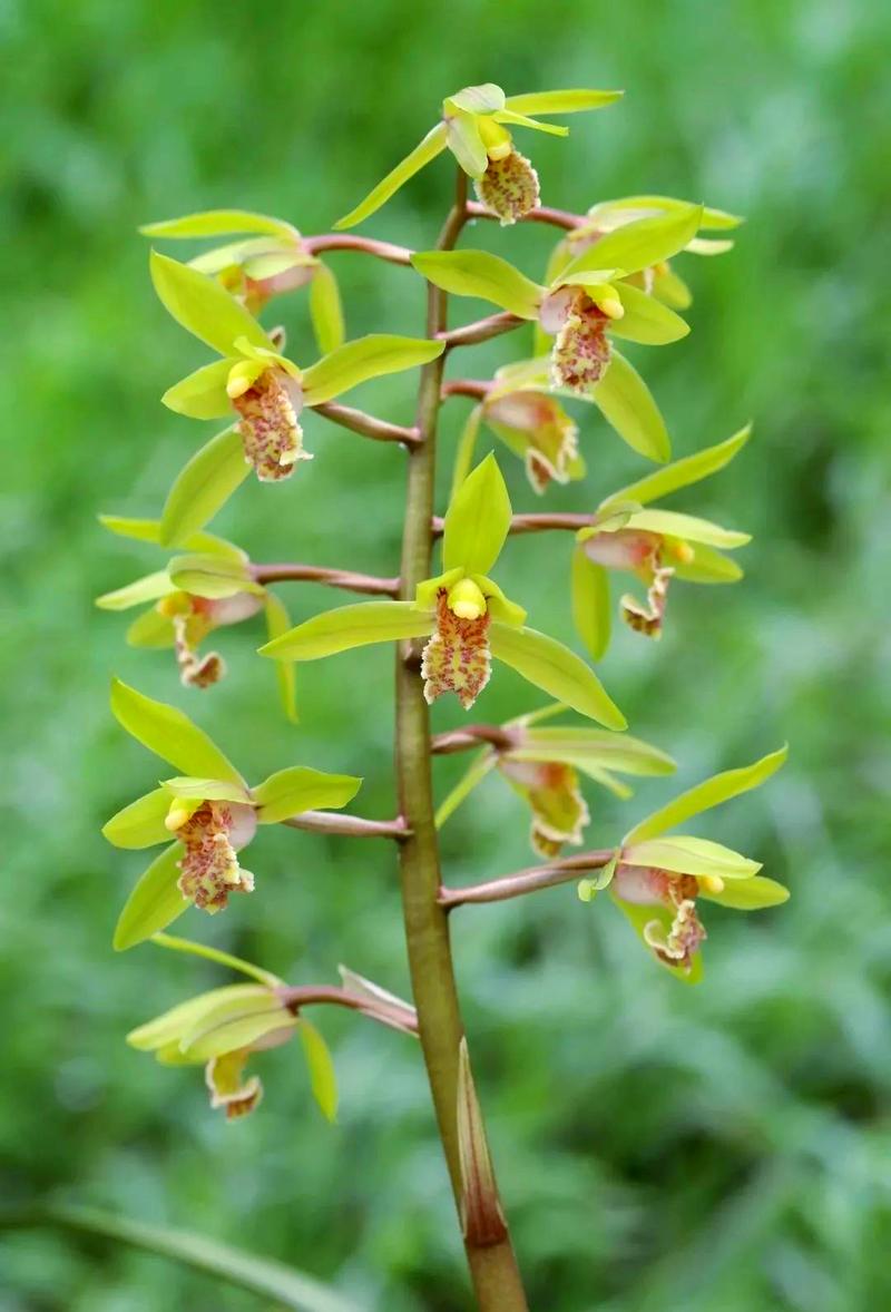 蕙兰的功效及作用，蕙兰花朵的功效-第7张图片-优品飞百科