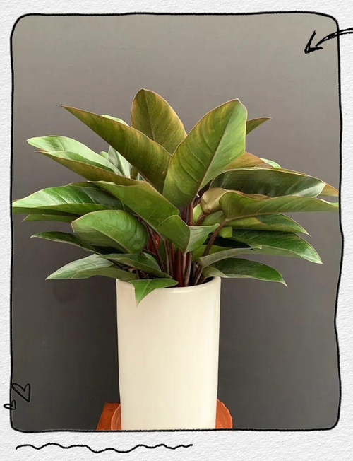 红钻花的风水作用，红钻花图片