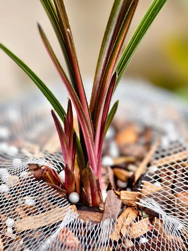 红钻花的风水作用，红钻花图片-第2张图片-优品飞百科